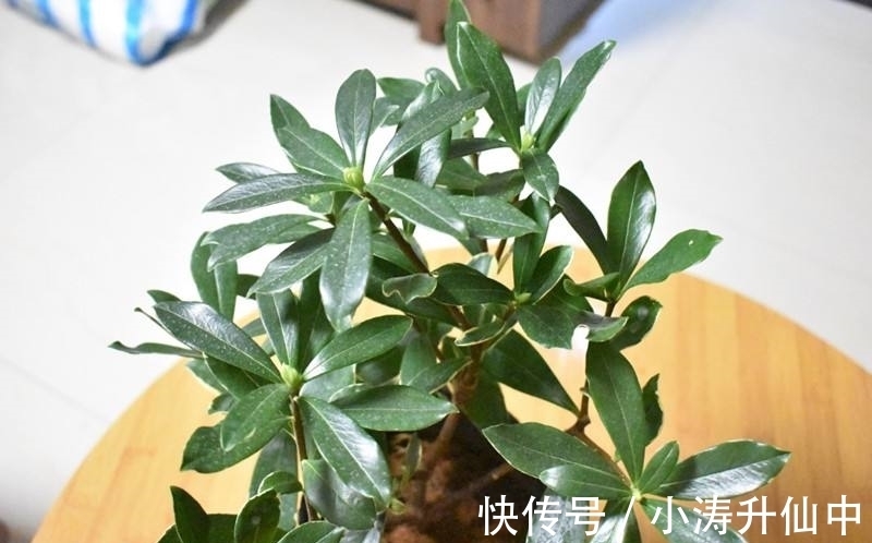 牢记3点要求,冬天室内盆栽瑞香,开花饱满漂亮,香味浓郁