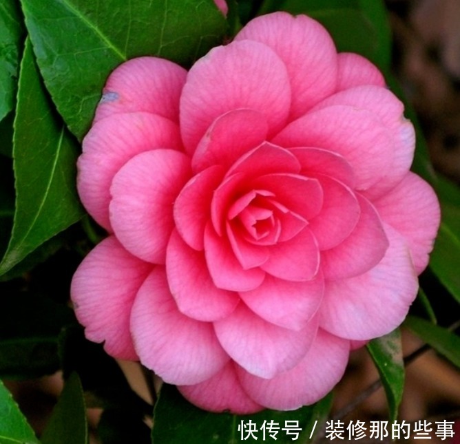 阳台养上3种花，比牡丹好看，比吊兰好养，你养了吗