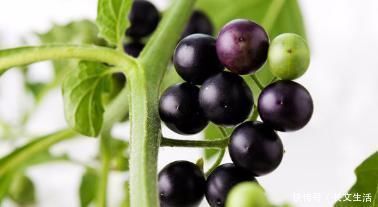 食物|专家说:癌症最怕以下3种食物,吃点碱性食材,远离癌症