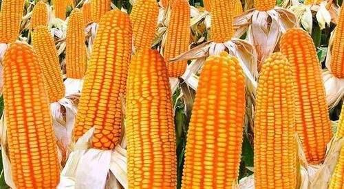 玉米和此物煮一煮，睡眠好了、皺紋淡了，女人不想顯老可以試試