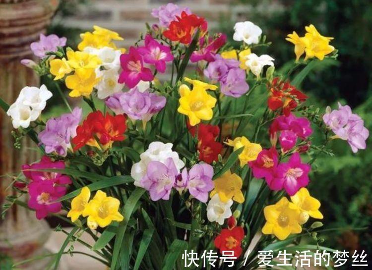 康健|家里养此款花,好养又漂亮,在家养1盆,赏花又变美,值