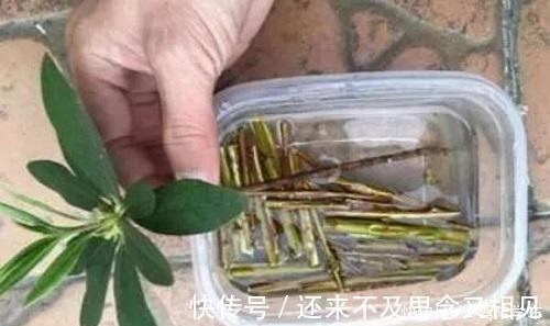 高锰酸钾|生根剂还用买自己在家做，用一点白根呼呼窜！