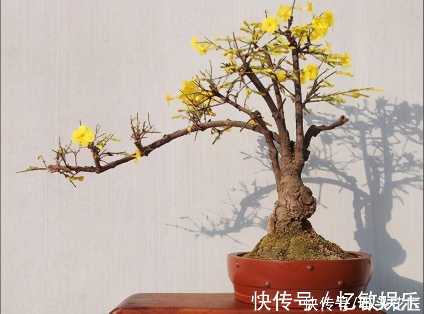 休眠|冬天“装死”的4种花，过冬不用管，明年早早就“开花”