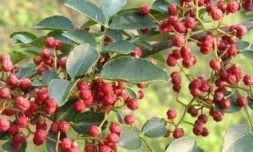 皮肤|女性想要皮肤好,推荐常吃3种食物,滋润肌肤,延缓衰老