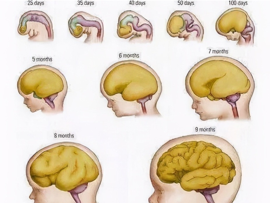 卵磷脂|怀孕吃什么宝宝更聪明，什么阶段吃最好，根据宝宝大脑发育规律吃