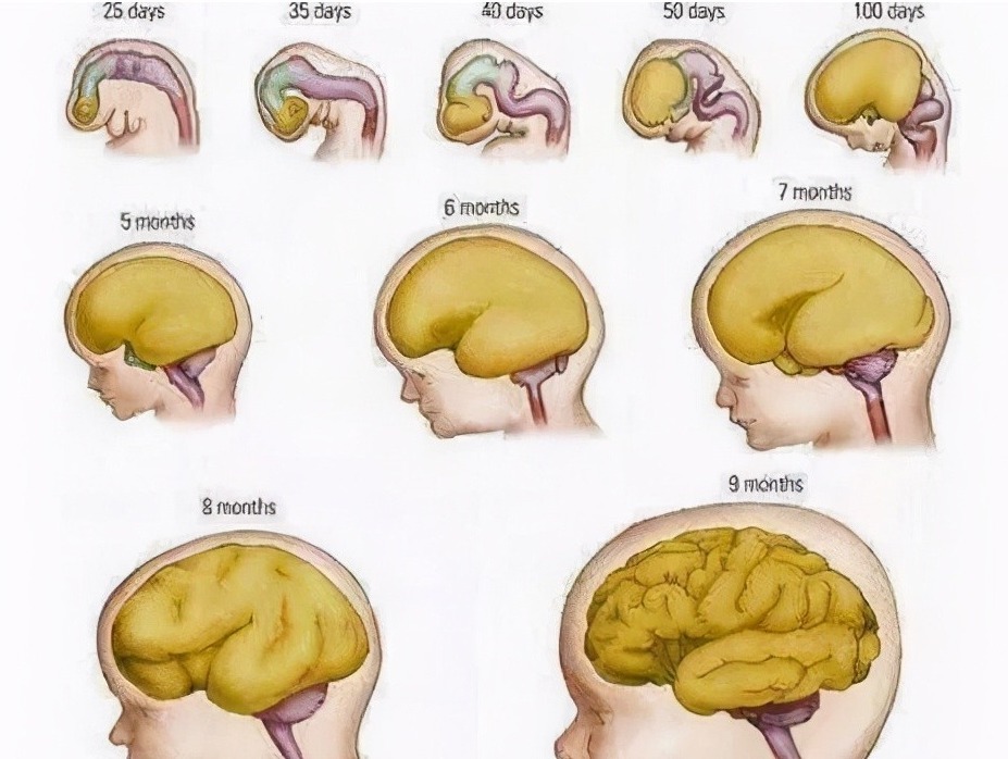 卵磷脂|怀孕吃什么宝宝更聪明,什么阶段吃最好,根据宝宝大脑发育规律吃