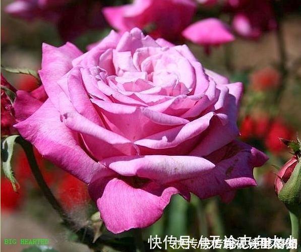 月季|20款紫色月季品种。浓香、抗病非常好养，天然紫色唯美盛开