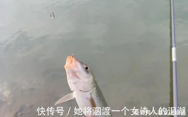 伊势尼|野钓别只用伊势尼!想大小通杀,还是这几种鱼钩效果更好