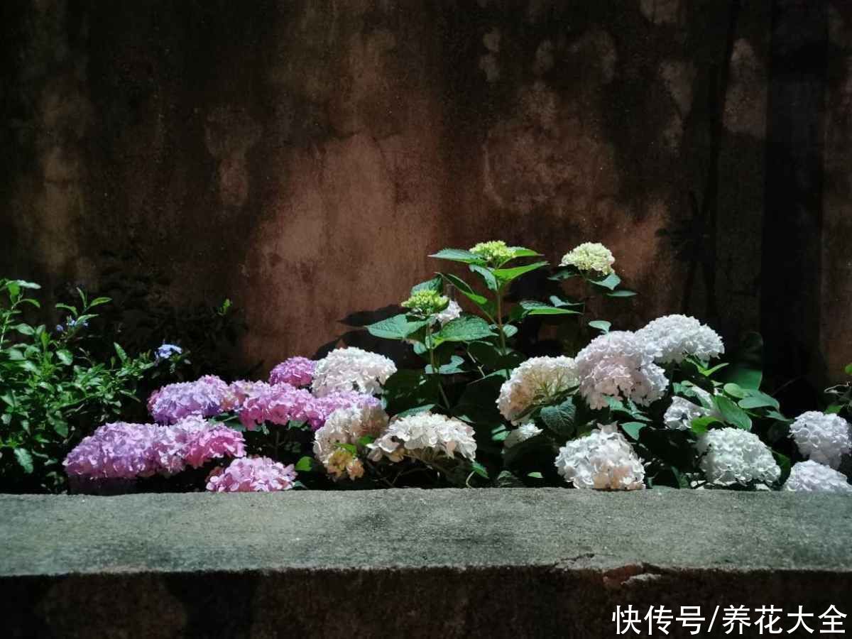 养花不用养太多，这一种花养好了，足够撑起一家门面