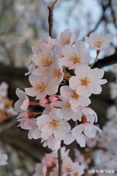 日本樱花英语怎么写