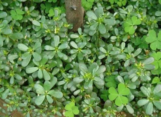 发育|怀孕妈妈,4种菜再好也别吃,对孩子的发育不好