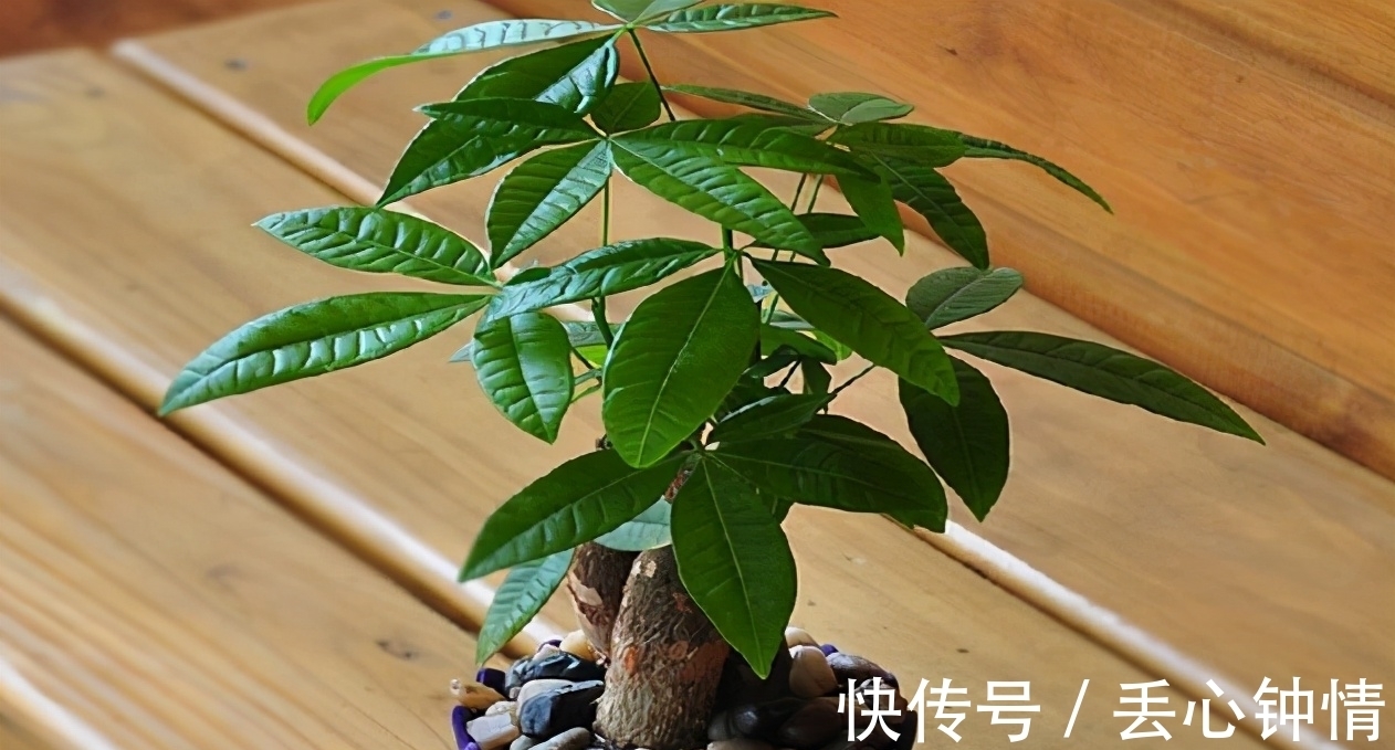 发财树烂根、叶片枯黄耷拉,养花人别灰心,调整这2点就好了