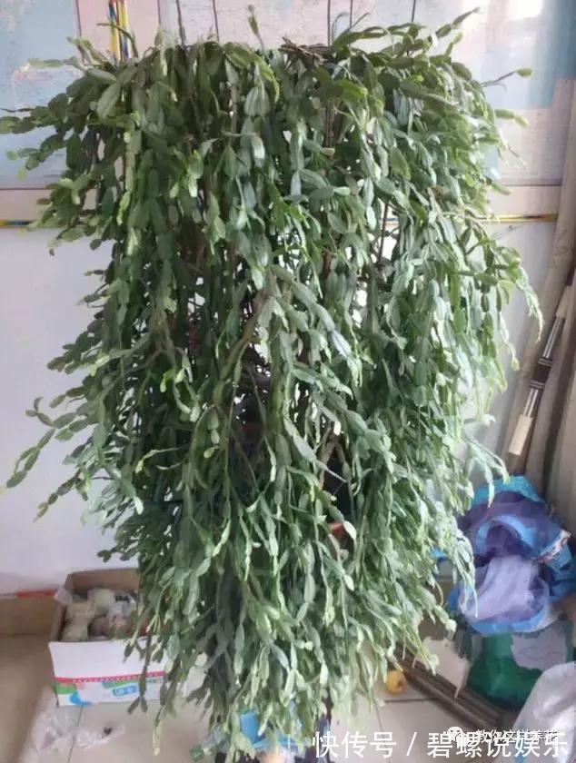 花花|20年的兰花，100年的仙人掌长什么样开眼了！