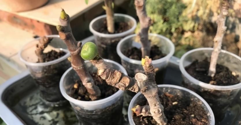 无花果盆栽实用性强，观赏兼食用，扦插打理格外省劲省心