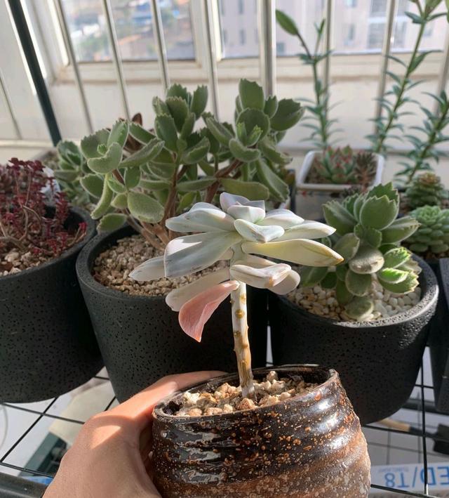 多肉越长越丑,长成了独杆,枝条还变色,怎么处理好两个方法