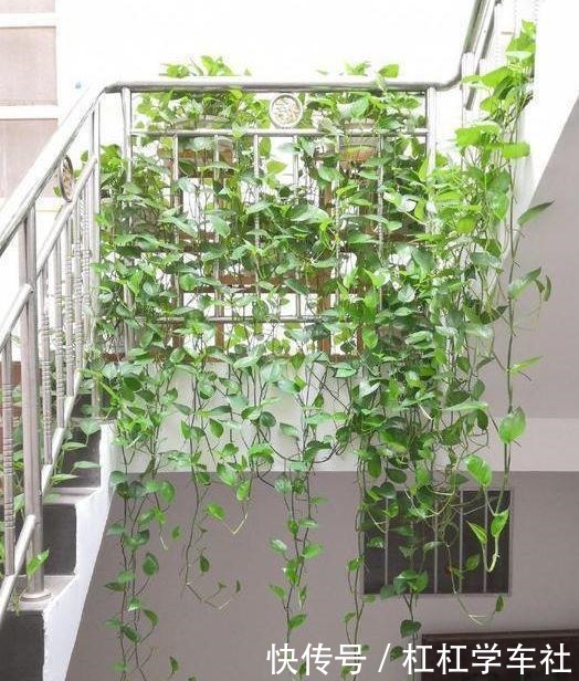 养绿萝“拉一拉”,长得满屋都是,4个方法一学就会!