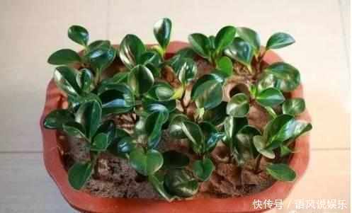 盆栽|这6种花只用一片叶子就能繁殖出一大盆,根本不用花钱买!