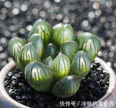 推荐6款多肉植物，皮实又好养，是家庭盆栽佳品，适合新手！