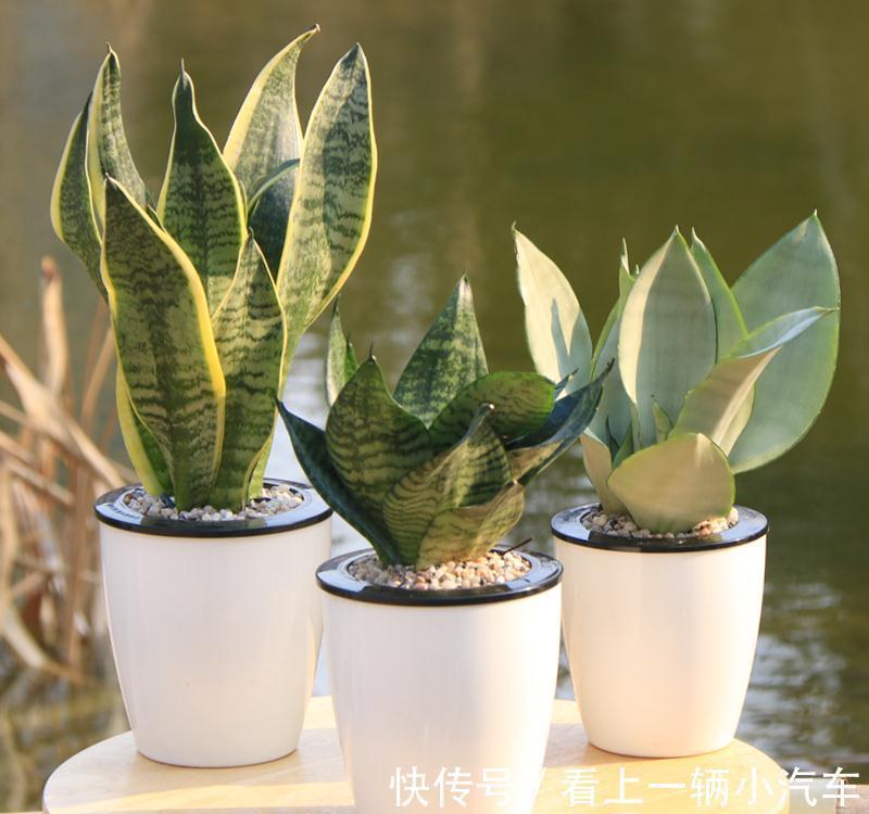 虎皮兰长出了好多小崽崽，太漂亮了，你喜欢吗