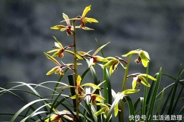 春季养兰花，要做“2件事”，花苞窜满了，开花芳香、长爆盆！