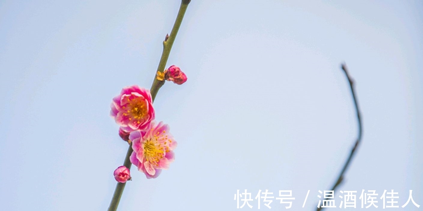 关山#苏轼出狱后作《梅花诗》不久蜕变成东坡居士,写法不落俗套