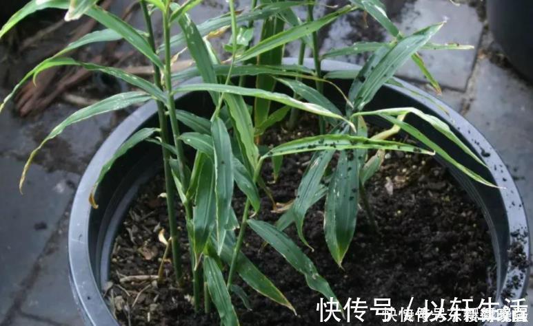 阳台盆栽生姜,简单4步走,叶绿当花赏,不用再去买,自给自足