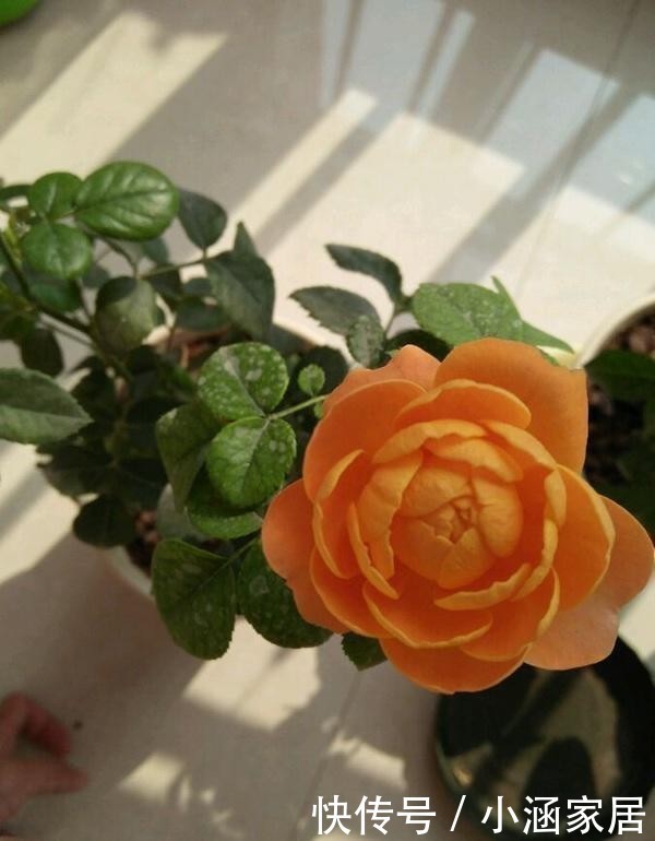 养护|超好养的月季“果汁阳台”,只需这4招,一不小心就爆盆!