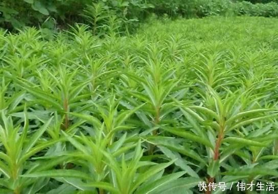 赶黄草|乡下的“养肝草”，过去用来喂牲畜，其实能入药，城里27元一元