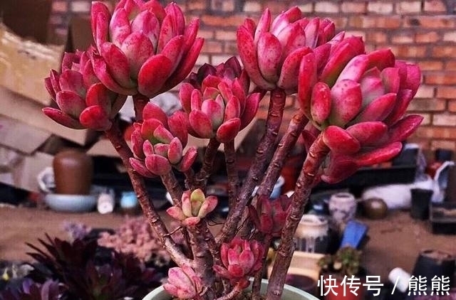 阳台养多肉想要上色快,就要勤做3件事,花友:真考验体力和财力