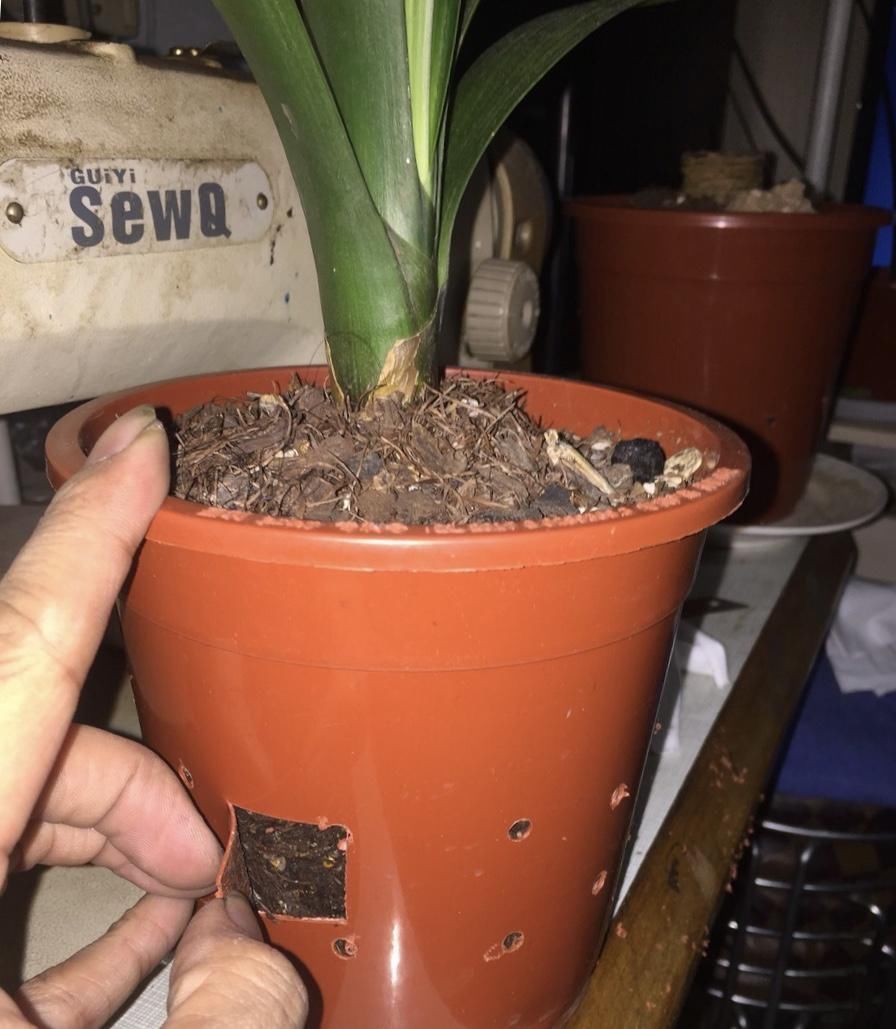 施薄肥|君子兰“养10年”都不烂根,就用了“5个小技巧”,南北方通用