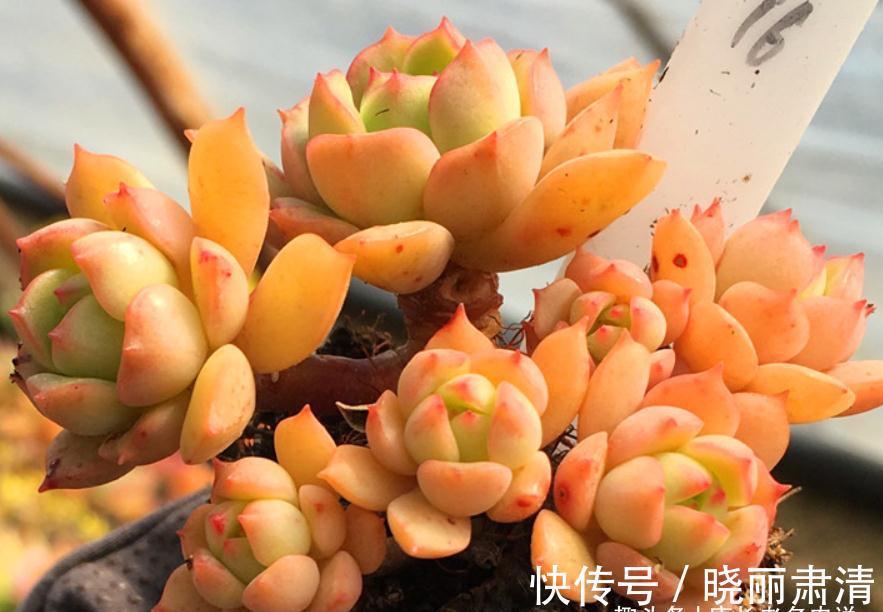 多肉蜡牡丹和红化妆，一个长得美却容易生病，一个好养但样貌差点