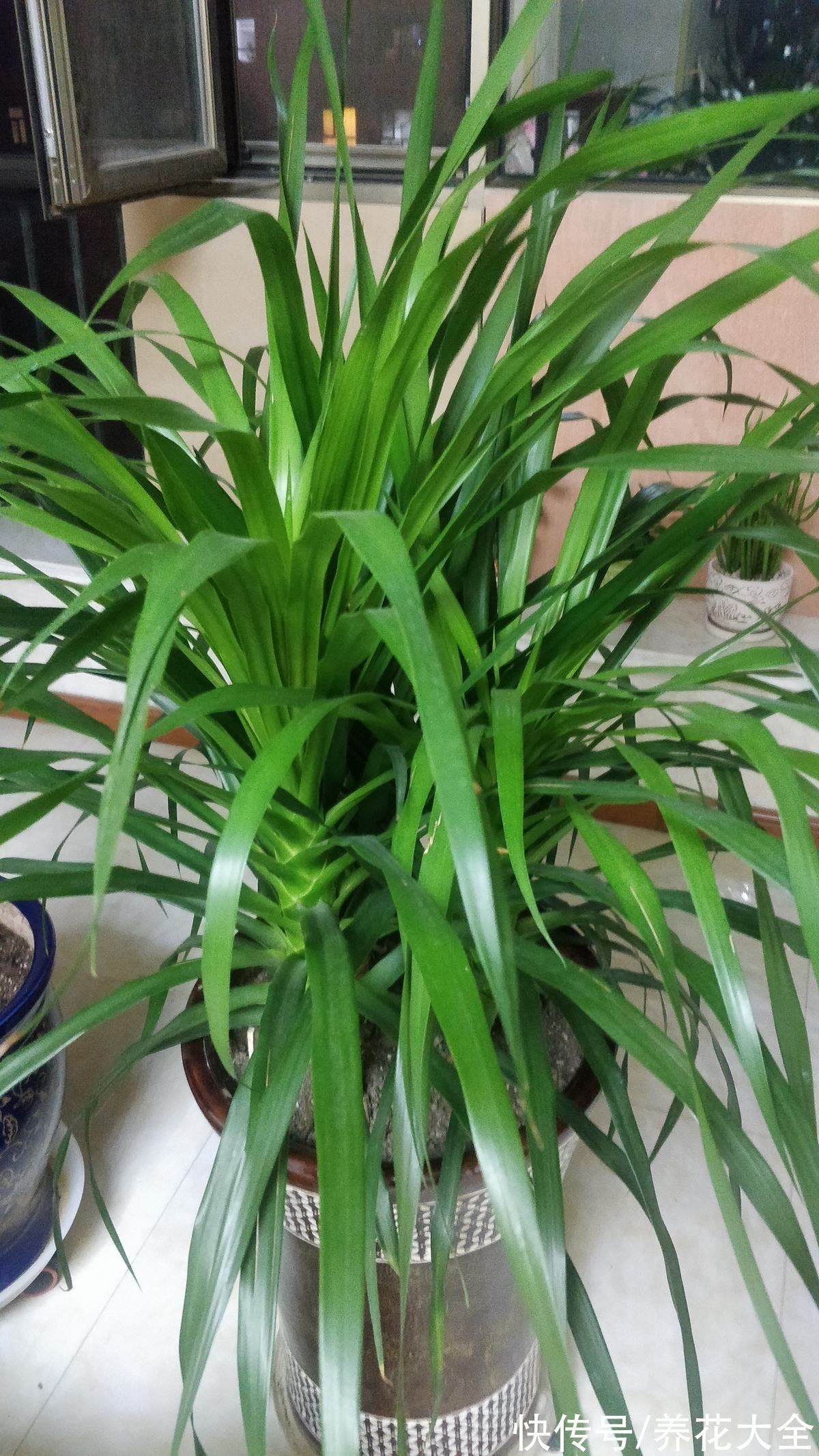 3种长寿植物,动辄能活上百年,妥妥养成传家宝