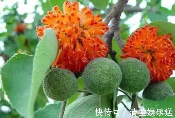 虚劳|农村常见的一种树,可以壮筋骨,助阳气,补虚劳,早知早受益