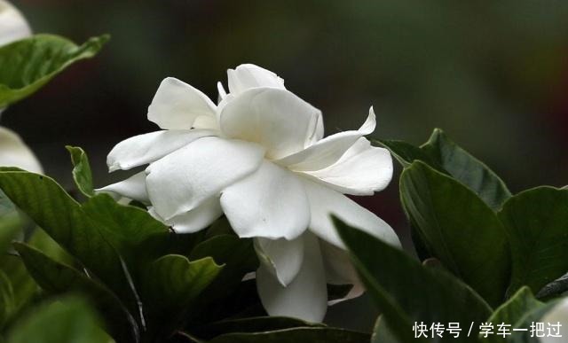 新买的栀子花,做错这一步,叶子发黄花苞全掉!