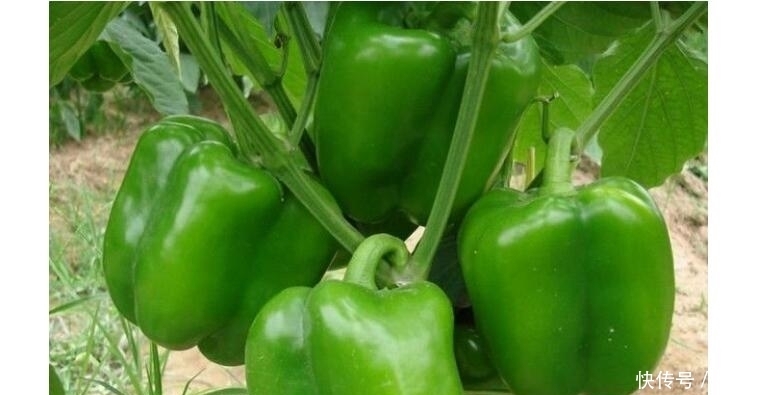 此蔬菜15元1斤,铁是鸡肉的4倍,钙是7倍,虽然贵多吃身体好