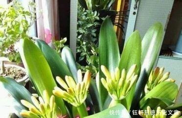 泥土|户外挖“2种土”养花,君子兰长得像“大白菜”,茉莉花“爆盆”