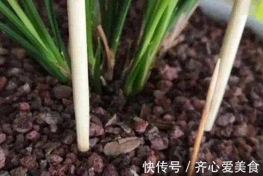 旧筷子、吸管不要扔，插到花盆土里，对植物根好处多多