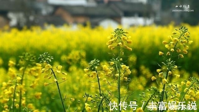 油菜花海|这个小县，竟然集中国最美峰林、最美瀑布、最美油菜花海于一身！