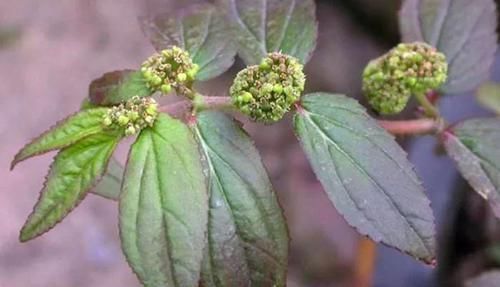 中年|农村的一种野草,对皮肤瘙痒有帮助,平时看见了不要忘了采摘