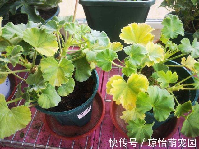 被称为“夏必死”的7种花，逛花市咱“绕着走”