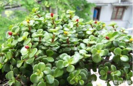 养金枝玉叶,一个小方法,一片叶子都不掉,长得枝繁叶茂又漂亮