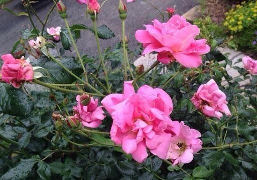 月季花|月季开完花就僵苗、生病是为什么?月季花后护理,给玫瑰做个月子