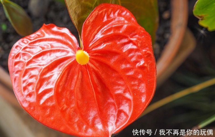 种花|适合懒人养的3种花,怎么养都养不死,开花漂亮花量大,容易爆盆