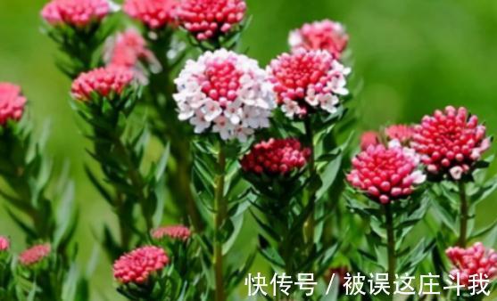 越漂亮的花越有毒。快来了解这18种“大毒化”。提高知识不吃亏