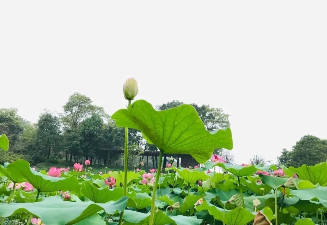 花海|巴南云林天乡的初秋，竟然还能看花海，约不约？