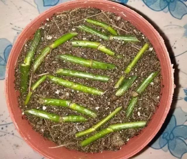 富贵竹|这6种花不用花钱买,随便切一刀撒到盆里,落地生根,变出很多盆