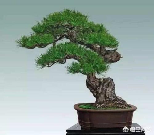 为什么盆景中土少却能养活树？