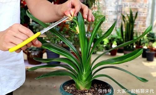 紧凑|君子兰开完花，叶子松散状态差，补上“1种肥”，株型紧凑饱满