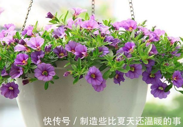 养殖|四种花不用管都爆盆，最适合懒人来养，花开爆满还好看