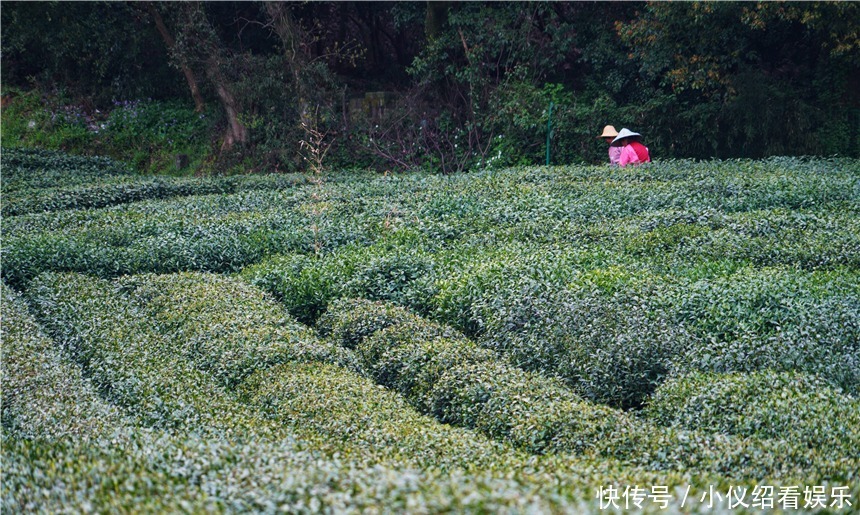 木棉|杭州的春天也太早了，来茅家埠赏风景挖野菜，寻找春天的气息